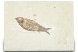 Detailed Fossil Fish (Knightia) - Wyoming #322575-1